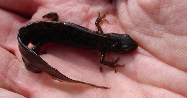 Smooth newt in hand